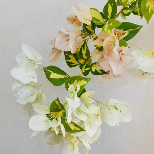 金心黄白三角梅