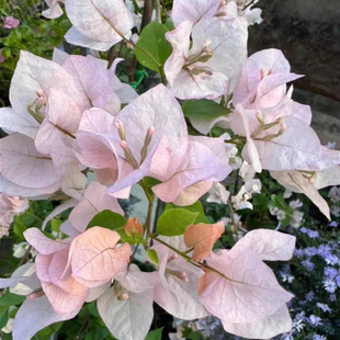 阿达喜悦三角梅