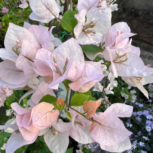 阿达喜悦三角梅