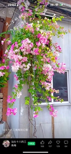 三角梅新品种合集《好点品种》