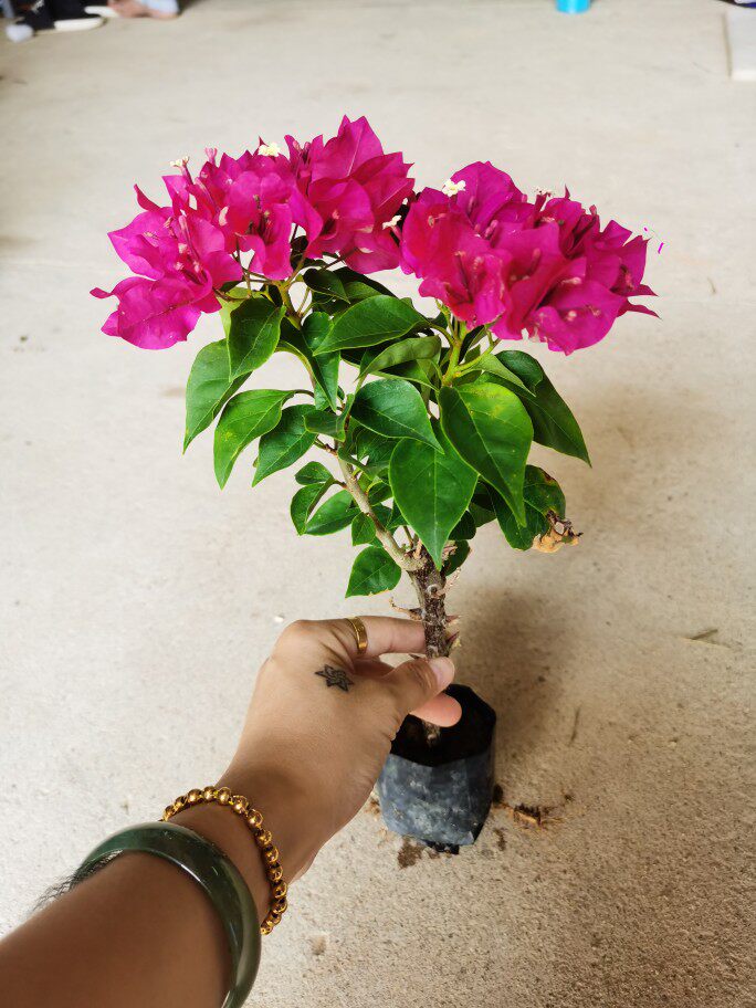 菲菲娜三角梅杯苗本店满48元自动包邮