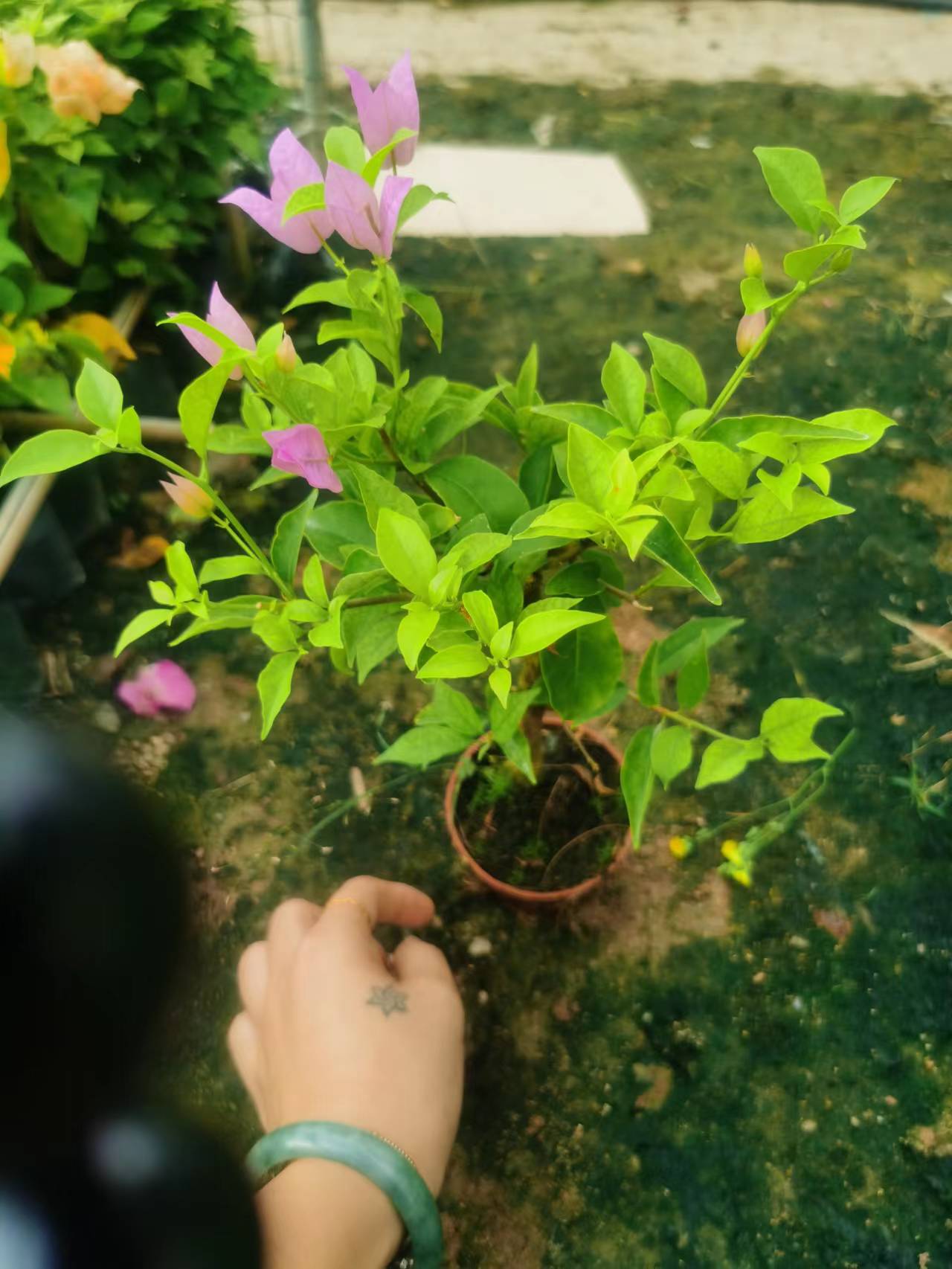 中闽壹号三角梅腾跃苗木图片