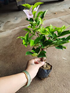 金夫人三角梅本店满48元自动包邮