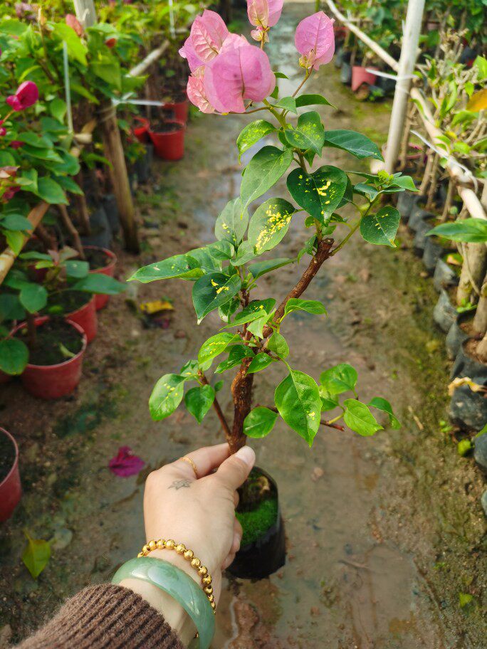 洒金粉三角梅本店基地直发放心购买