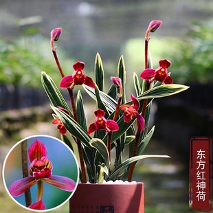 墨兰东方红神荷原盆发货花艺双全荷瓣红花浓香室内兰花盆栽绿植