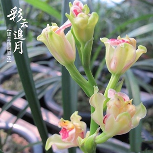 建兰铭品彩云追月带花苞浓香型四季兰客厅室内绿植兰花盆栽花卉