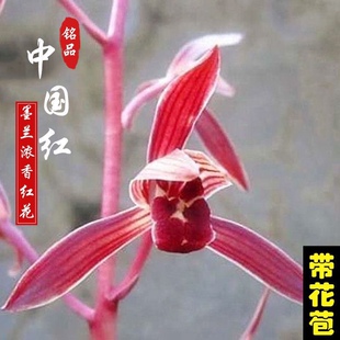 年宵花包对版正品中国红墨兰浓香带花苞好养室内兰花盆栽绿植花卉