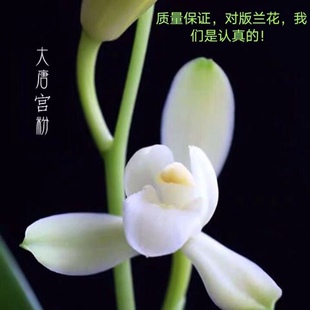 高档建兰大唐宫粉洁白如玉花瓣带花苞浓香型室内阳台绿植盆栽花卉