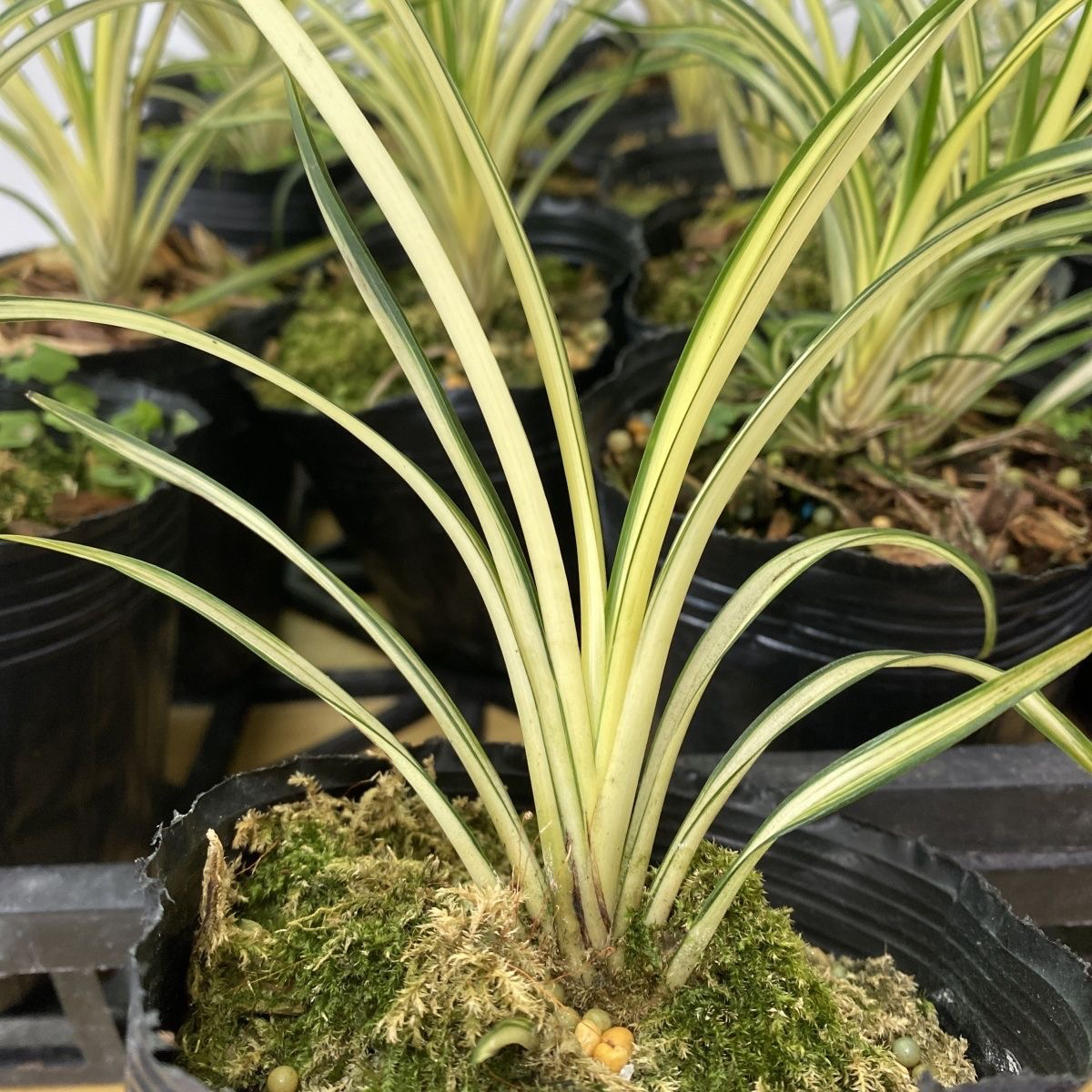 清仓正品秋芝新苗中透艺兰花苗室内客厅浓香型矮种绿植盆栽花卉