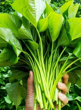 新鲜红薯叶无农药自然成熟绿色叶子新鲜蔬菜现摘现发地瓜叶子