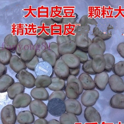 精选日本大白皮豆大板豆 蚕豆生 大板豆干胡豆包邮500克