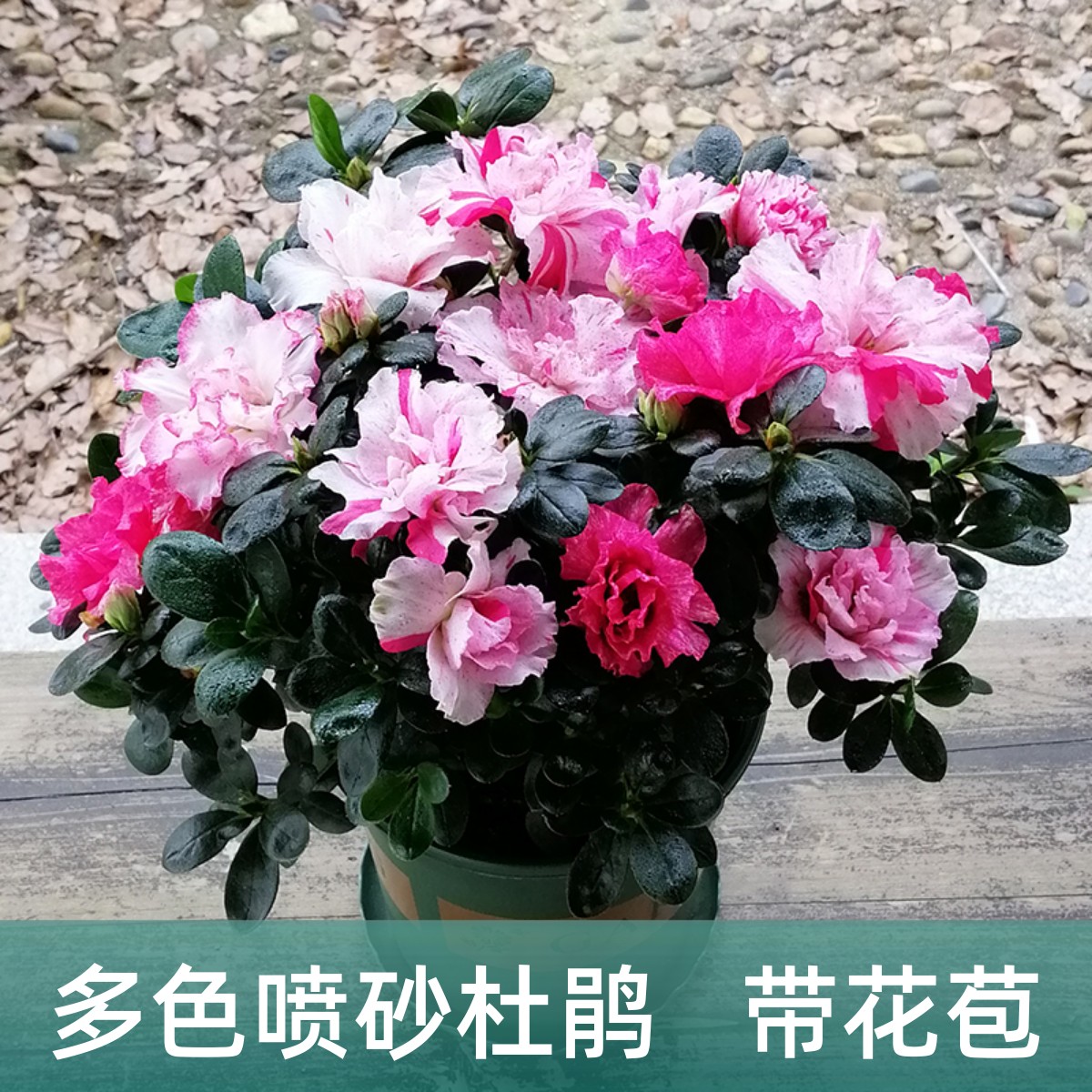 永福花乡园艺 高山杜鹃花 世纪曙 五彩 西洋 多色 比利时杜鹃