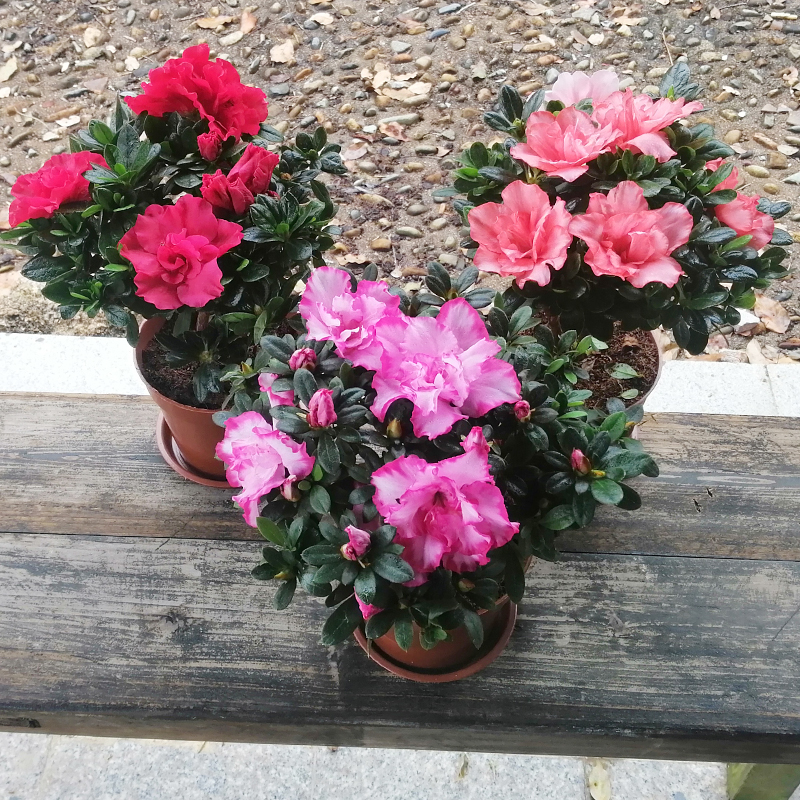 室外盆栽庭院杜鹃花组合小杜鹃