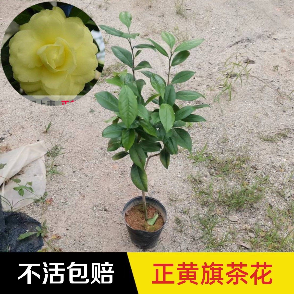 正黄旗绿植黄色茶花正黄旗