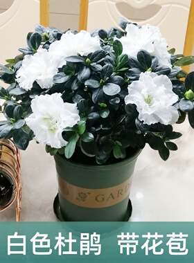 永福花乡园艺 白色杜鹃花 比利时杜鹃 西洋杜鹃花 西洋杜鹃花苗