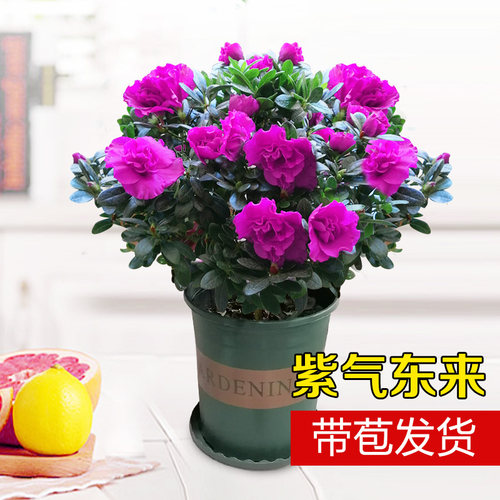 紫色比利时杜鹃花盆栽四季带花苞