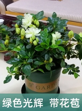 永福花乡园艺 绿色光辉杜鹃 绿色杜鹃花 杜鹃花盆栽 比利时杜鹃