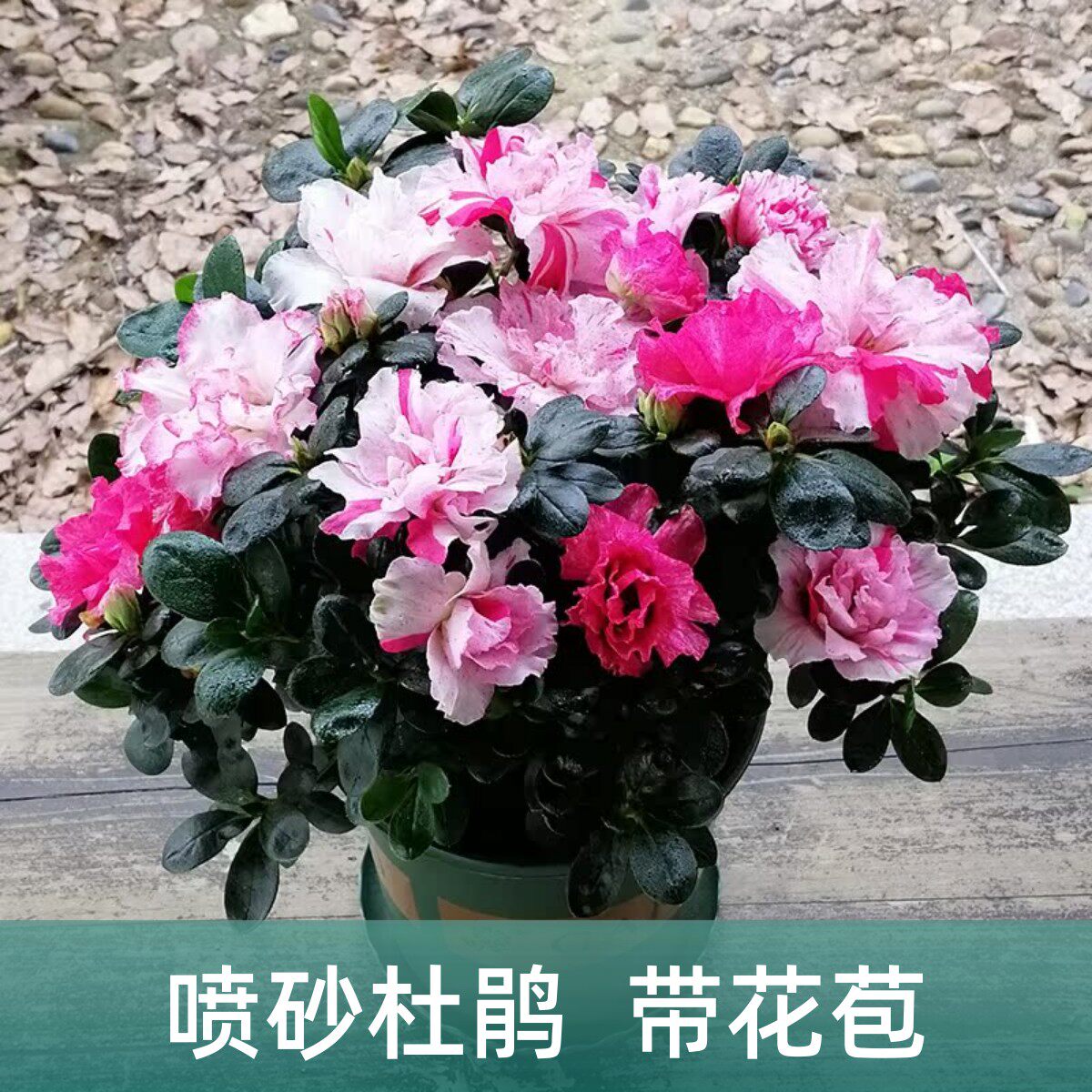 五彩盆栽重瓣杜鹃花四季开花多色图片