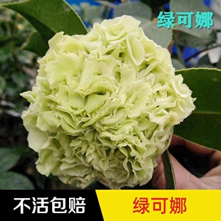 永福花乡园艺 绿可娜茶花 山茶花 茶花树苗 盆栽 名贵茶花精品