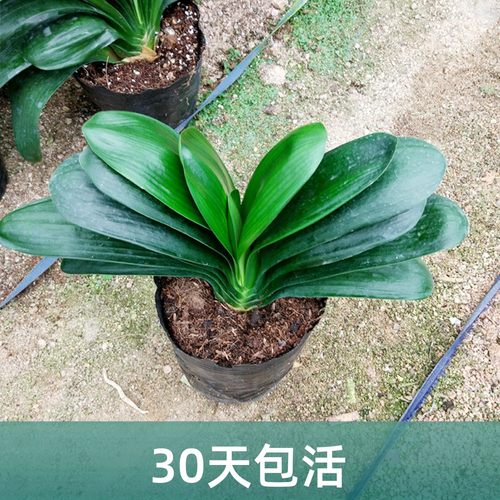 圆头带花苞宽叶植物阳台君子兰