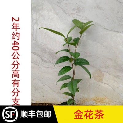 金花茶茶花阳台庭院可食用