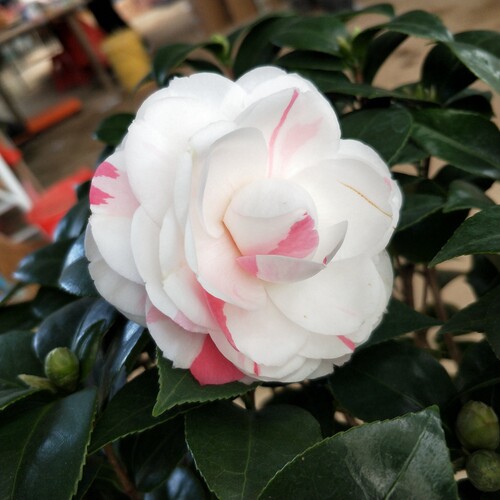 十八学士茶花室内阳台