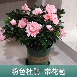 永福花乡园艺 小桃红杜鹃花 小桃红杜鹃 桃雪杜鹃