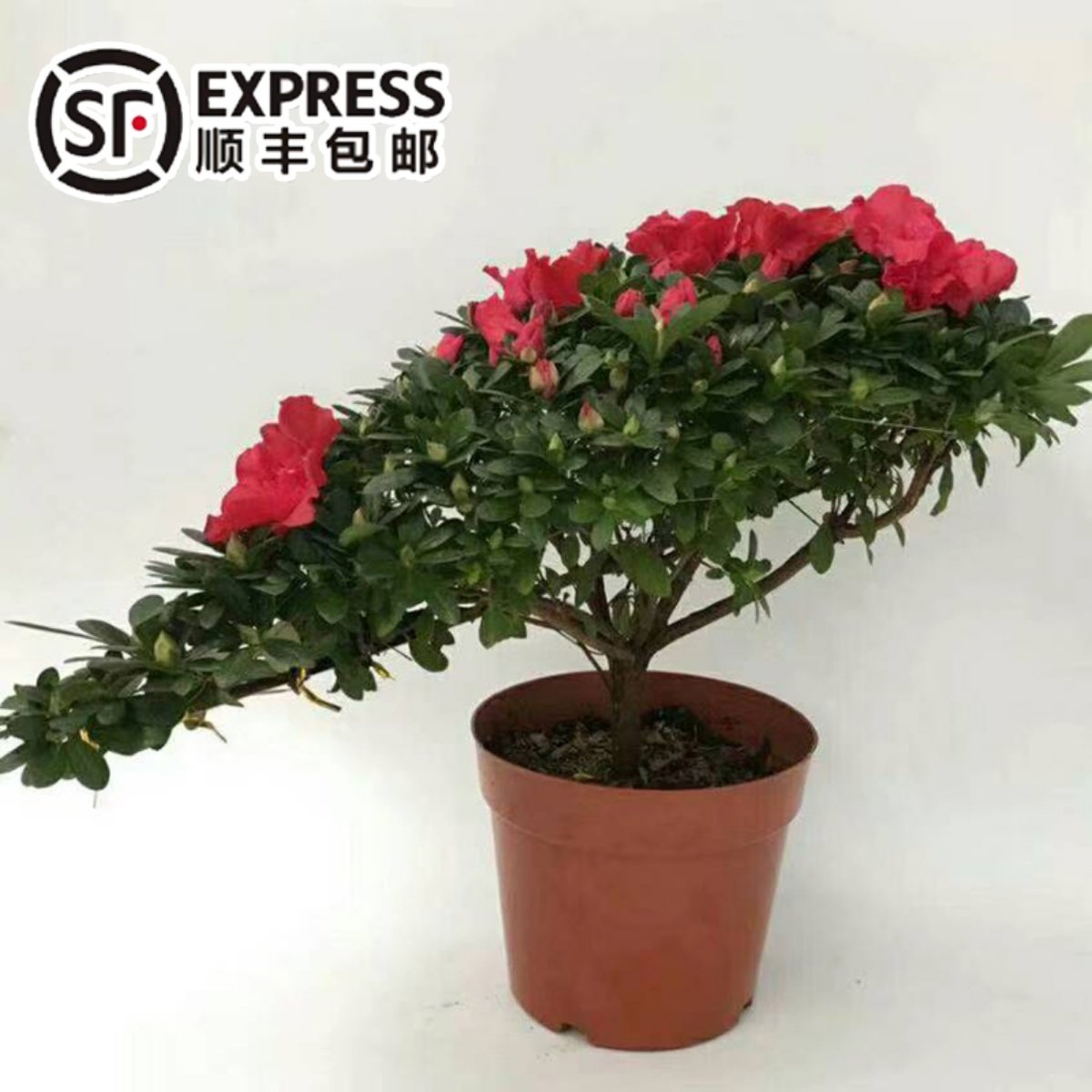 造型游龙悬崖杜鹃花四季开花