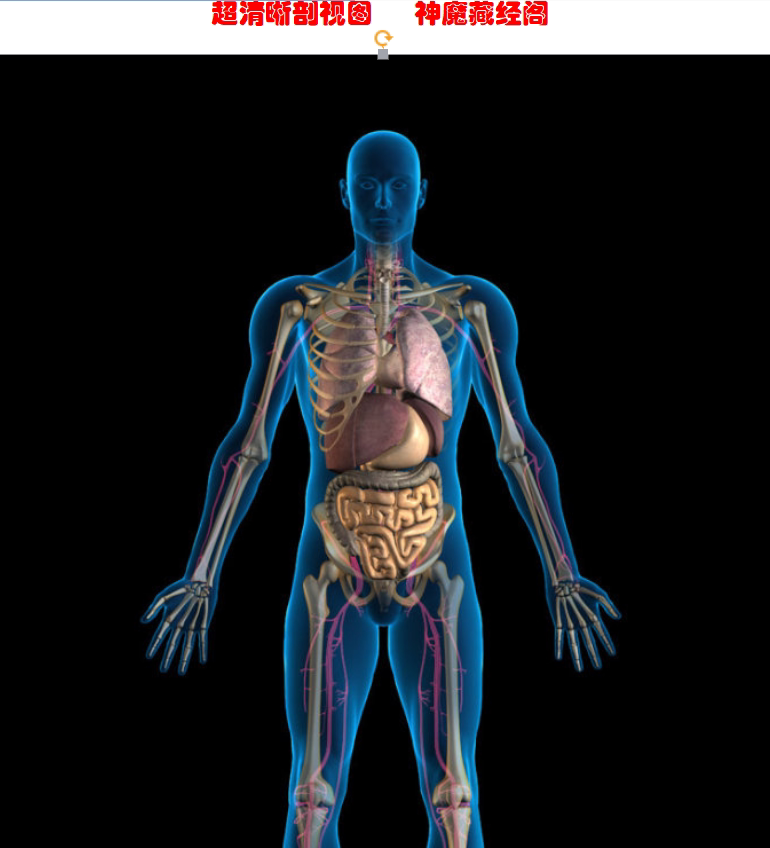 人体超清晰剖视图 人体保健(手足耳身)