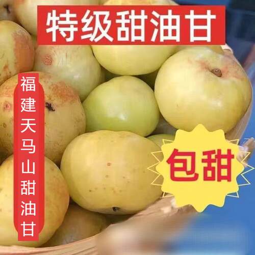 油甘果新鲜大果甜种油甘