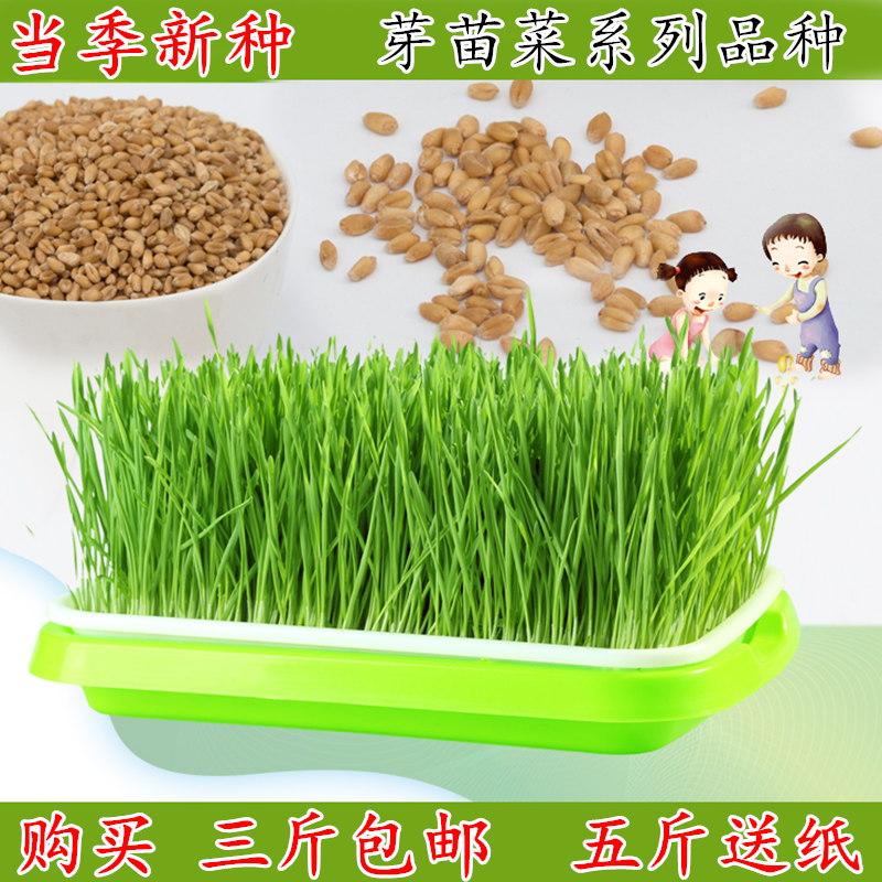 芽苗菜纸上种菜水培蔬菜四季阳台空心菜小麦豌豆萝卜黄豆油葵绿豆