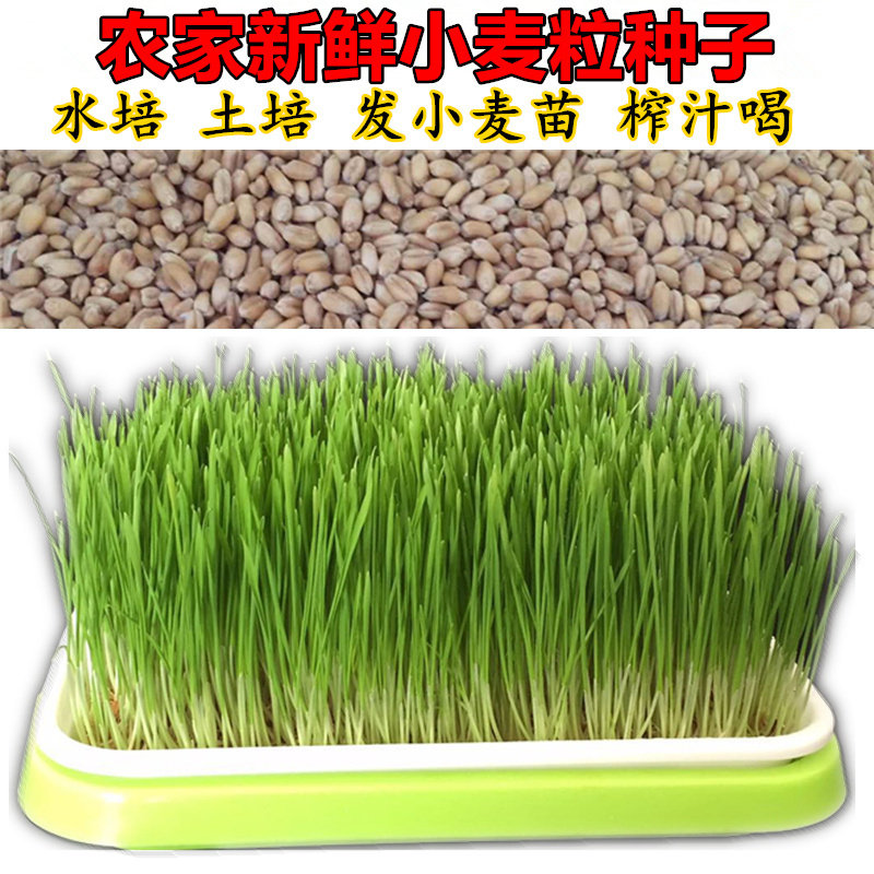 新小麦粒农家小麦草种子榨汁麦芽糖钓鱼饵鸡鸭鹅鸟饲料干麦粒包邮