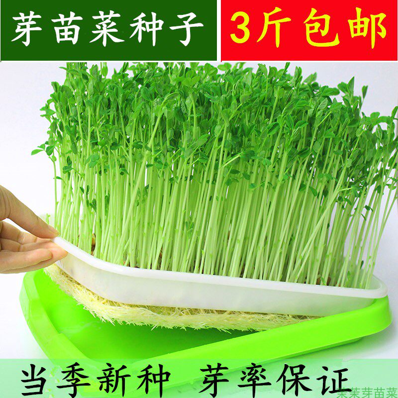 半斤装芽苗菜麦种纸上种菜四季蔬菜豌豆松柳油葵绿豆黄豆无土栽培