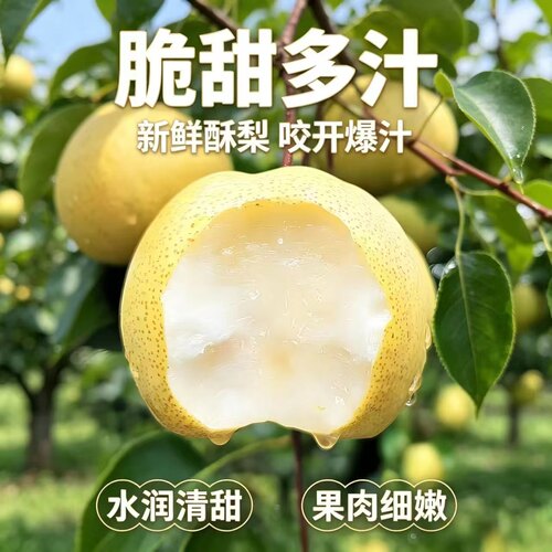 正宗山西酥梨农家现摘新鲜薄皮应季当季水果肉多汁甜美味整箱批发