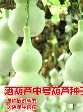 中号亚腰葫芦种子爬藤酒葫芦大小文玩葫芦庭院易种宝葫芦种子