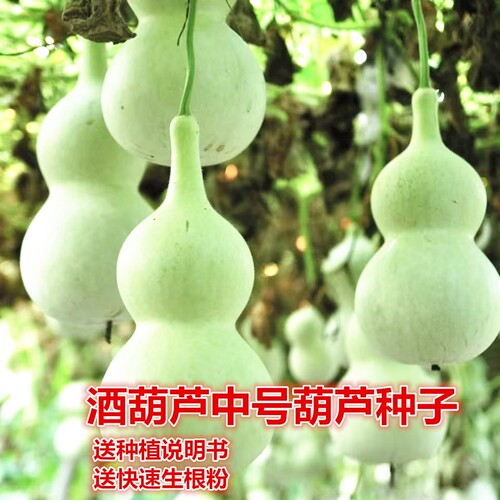 中号亚腰葫芦种子爬藤酒葫芦大小文玩葫芦庭院易种宝葫芦种子
