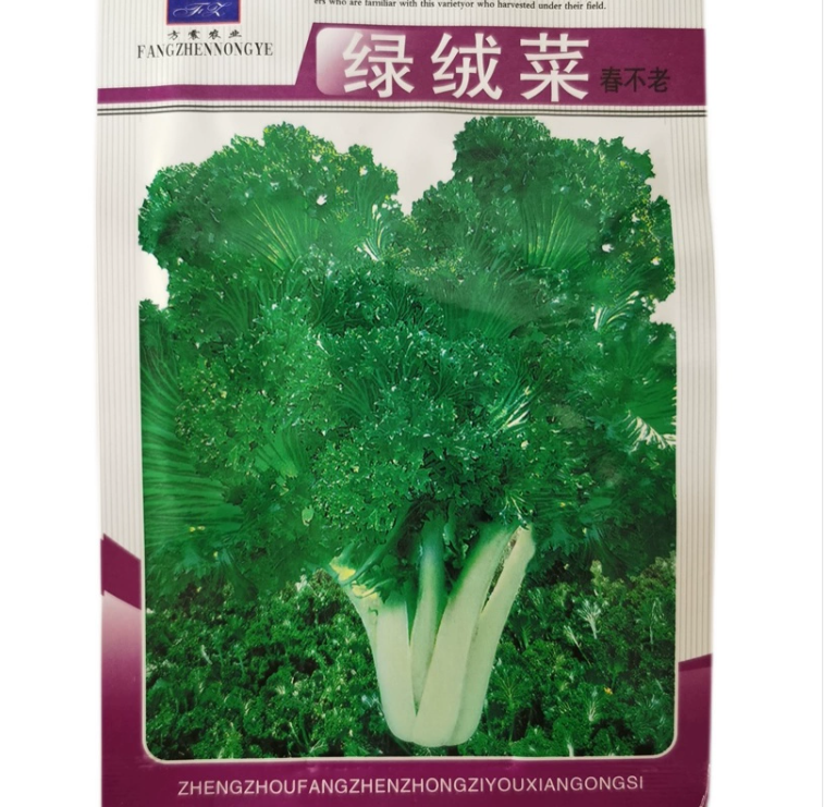 春不老黑菜种子耐寒秋蔬菜种子四季绿绒菜青菜籽庭院盆栽芥菜