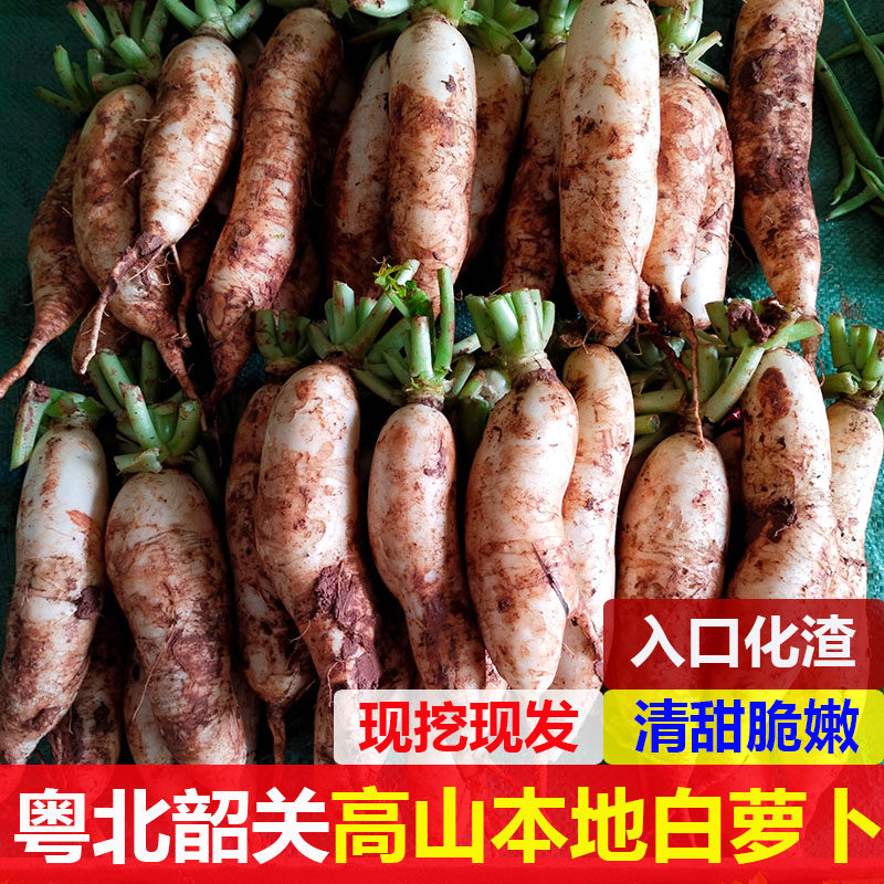 广东韶关当季新鲜白萝卜蔬菜农家自种脆甜生吃现挖带箱称5斤包邮,水产肉类/新鲜蔬果/熟食,萝卜/胡萝卜,淘宝优惠券,粉丝福利购,淘宝优惠卷