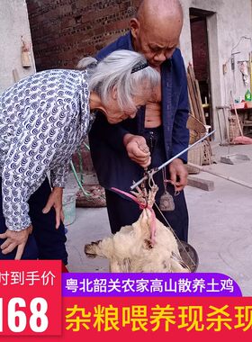 广东韶关农家散养土鸡现杀