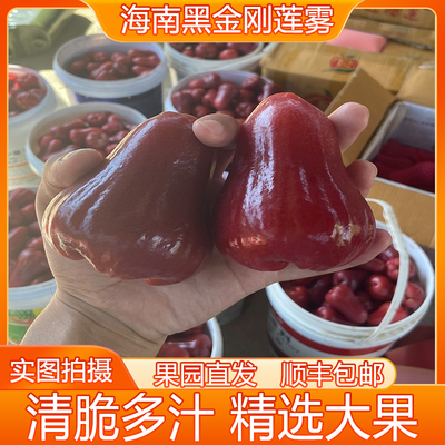 海南黑金刚莲雾新鲜水果自家果园