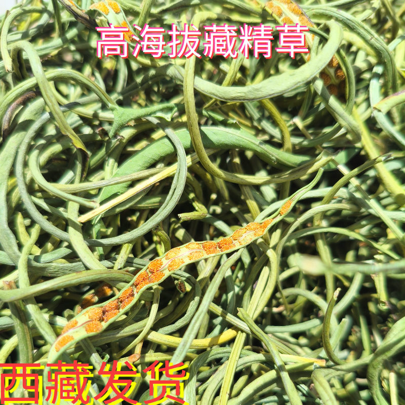 西藏野生肾精草化石草干货海拔3000米左右采摘自然晒干煮水泡水喝