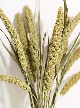 天然谷穗小米穗干花花束五谷丰登家居摆件装饰拍摄道具插花永生花