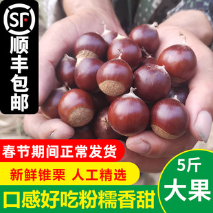 建瓯新鲜锥栗现摘生栗子粉糯香甜野生圆栗尖板栗福建高山锥栗油锥