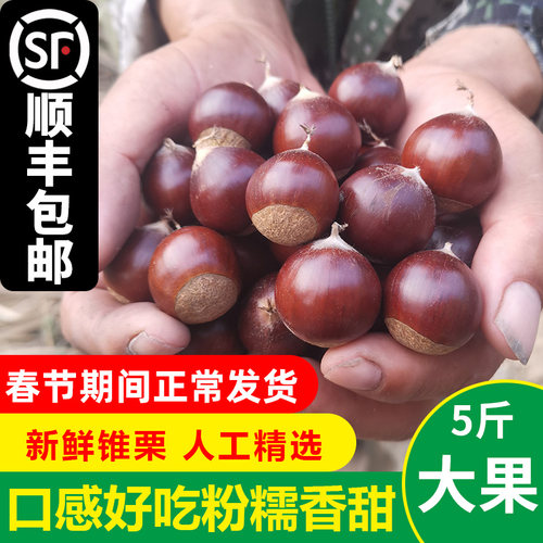 建瓯新鲜锥栗现摘生栗子粉糯香甜野生圆栗尖板栗福建高山锥栗油锥 - 封面