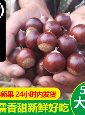 建瓯新鲜锥栗现摘生栗子粉糯香甜野生圆栗尖板栗福建高山锥栗油锥