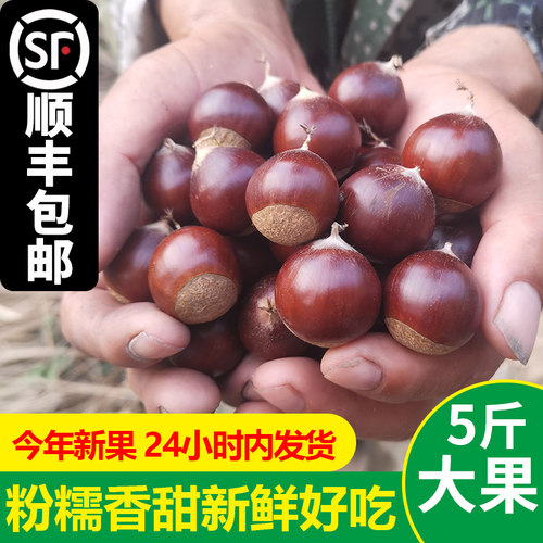 新鲜现摘高山建瓯锥栗顺丰包邮