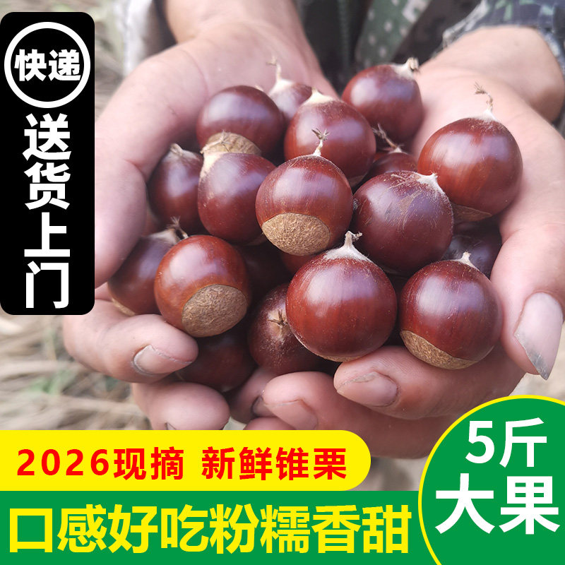 建瓯新鲜锥栗现摘生栗子粉糯香甜野生圆栗尖板栗福建高山锥栗油锥
