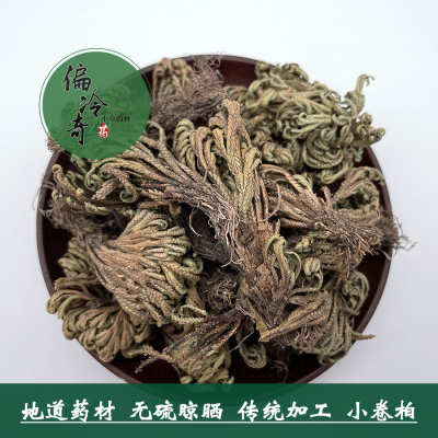 偏冷奇中草药材小叶还魂卷柏复活
