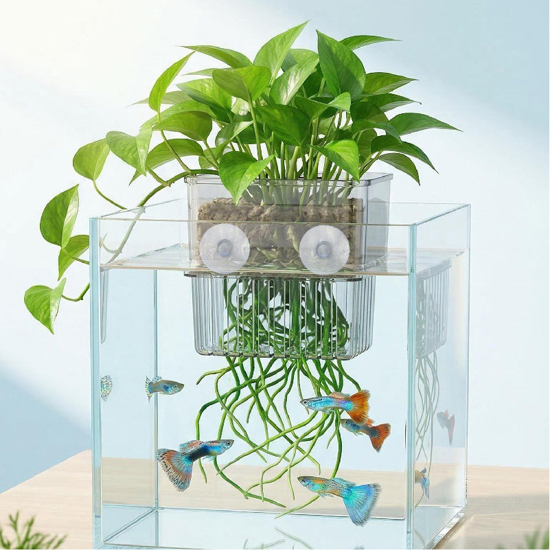 定植篮壁挂鱼缸水培挺水生植物固定架龟缸造景装饰配件水草杯大号图片