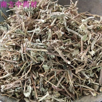 飞扬草中草药大飞扬广西大乳汁草